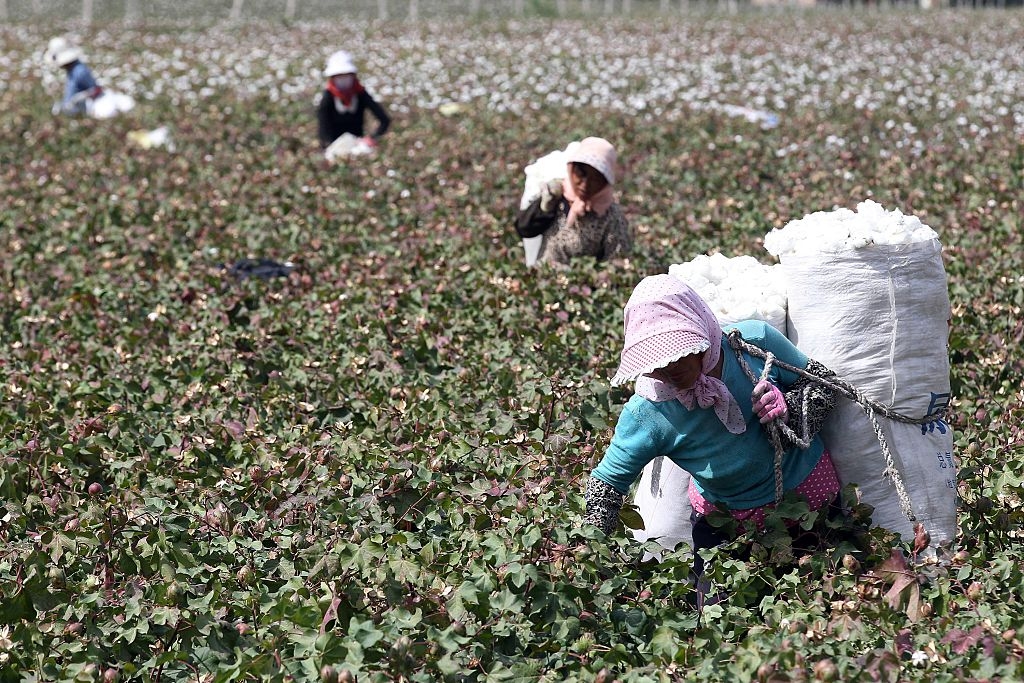 This photo taken on September 20, 2015 shows Chinese farmers picking cotton in the fields during the harvest season in Hami, in northwest China's Xinjiang region. Chinese Premier Li Keqiang urged reforms on September 20 of inefficient state-owned enterprises as his government tries to restore confidence in its slowing economy, state media reported on September 20.CHINA OUT    AFP PHOTO        (Photo credit should read STR/AFP via Getty Images)