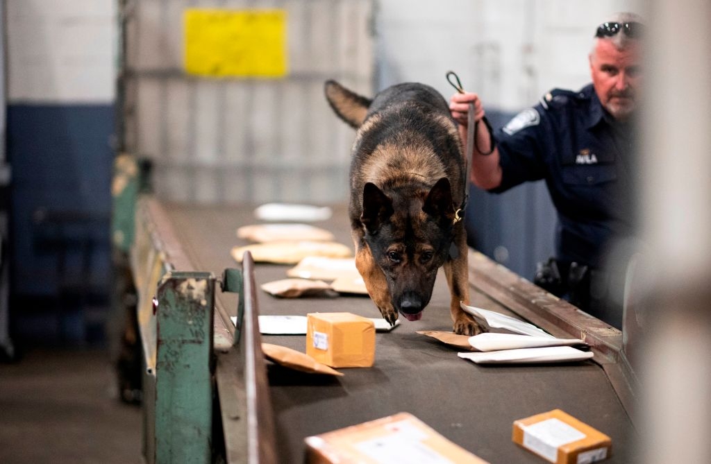 An officer from the Customs and Border Protection, Trade and Cargo Division works with a dog to check parcels at John F. Kennedy Airport's US Postal Service facility on June 24, 2019 in New York. - In a windowless hangar at New York's JFK airport, dozens of law enforcement officers sift through packages, looking for fentanyl -- a drug that is killing Americans every day. The US Postal Service facility has become one of multiple fronts in the United States' war on opioid addiction, which kills tens of thousands of people every year and ravages communities. (Photo by Johannes EISELE / AFP) (Photo by JOHANNES EISELE/AFP via Getty Images)